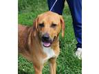 Adopt Shaina (HW-) a Coonhound, Mixed Breed