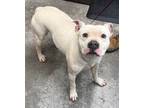 Adopt Hadley2 a Pit Bull Terrier, Mixed Breed