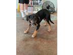Adopt DANCER a Black and Tan Coonhound
