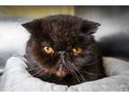 Adopt Elma a Persian