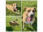 Adopt TORI a Pit Bull Terrier, Mixed Breed