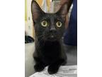 Adopt STORMY a Domestic Short Hair