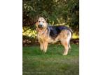 Adopt BECKIE a Airedale Terrier, Mixed Breed