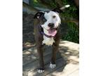 Adopt HULA a Pit Bull Terrier, Mixed Breed