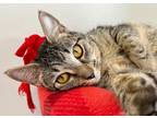 Adopt Lucille a Domestic Short Hair