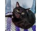 Adopt Anita a Domestic Short Hair