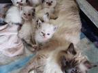 Bella's Kittens
