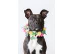 Adopt Shego a Mixed Breed