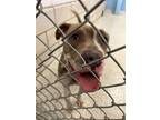Adopt Nosy Rosie a Mixed Breed