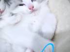 Blue Bicolor Kittens