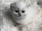 Beautiful Scottish Fold White