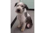 Adopt Daisy a Wirehaired Terrier