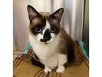 Adopt Stray - Reyna a Snowshoe, Domestic Short Hair