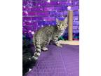 Adopt Mt Olive Pickles a Domestic Short Hair