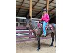 Annie Ranch Reining Mare