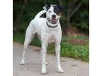 Adopt ZAYLEE a Pointer, Mixed Breed