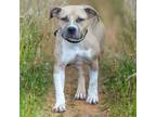 Adopt TULIP a Pit Bull Terrier, Mixed Breed