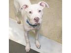 Adopt CLOVER a Pit Bull Terrier, Mixed Breed