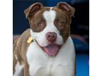Adopt ROOSTER a Pit Bull Terrier, Mixed Breed