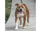 Adopt ALITA a Pit Bull Terrier, Mixed Breed