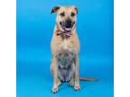 Adopt MOANA a German Shepherd Dog, Labrador Retriever