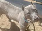 Adopt ESTELLE a Pit Bull Terrier, Mixed Breed