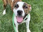 Adopt CHERR a Pit Bull Terrier, Mastiff