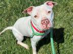 Adopt SNOW a Pit Bull Terrier, Mixed Breed