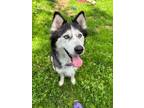 Adopt Stella Rose a Husky