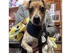 Adopt Oyster a Jack Russell Terrier