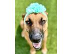 Adopt Gabby a Black Mouth Cur, Mixed Breed
