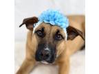 Adopt Gabby a Black Mouth Cur, Mixed Breed