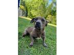 Adopt GRACE a Pit Bull Terrier