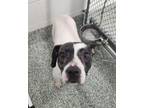 Adopt ZERO a Pit Bull Terrier, Mixed Breed