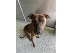 Adopt ARRIA a Pit Bull Terrier