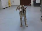 Adopt COCO a Catahoula Leopard Dog, Mixed Breed
