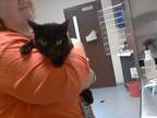 Adopt NOX a Domestic Short Hair