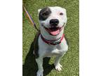 Adopt GINA a Pit Bull Terrier