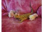 Adopt RANGO a Lizard