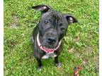 Adopt DOE a American Staffordshire Terrier, Mixed Breed