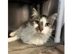 Adopt STRATUS a Domestic Long Hair