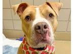 Adopt LAINEY a American Staffordshire Terrier