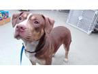 Adopt SHAKIRA a Pit Bull Terrier, Mixed Breed