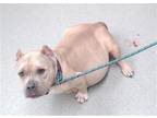 Adopt BUTTERCUP a Pit Bull Terrier, Mixed Breed
