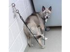 Adopt SPECKLE a Husky, Mixed Breed