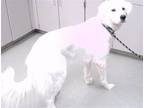 Adopt SONOMA a Great Pyrenees, Mixed Breed