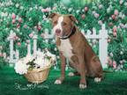 Adopt POPPY a Pit Bull Terrier, Mixed Breed