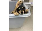 Adopt HERSHEY a Beagle, Mixed Breed