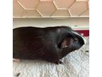Adopt Hazelnut a Guinea Pig