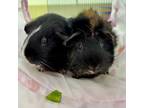 Adopt Walnut a Guinea Pig